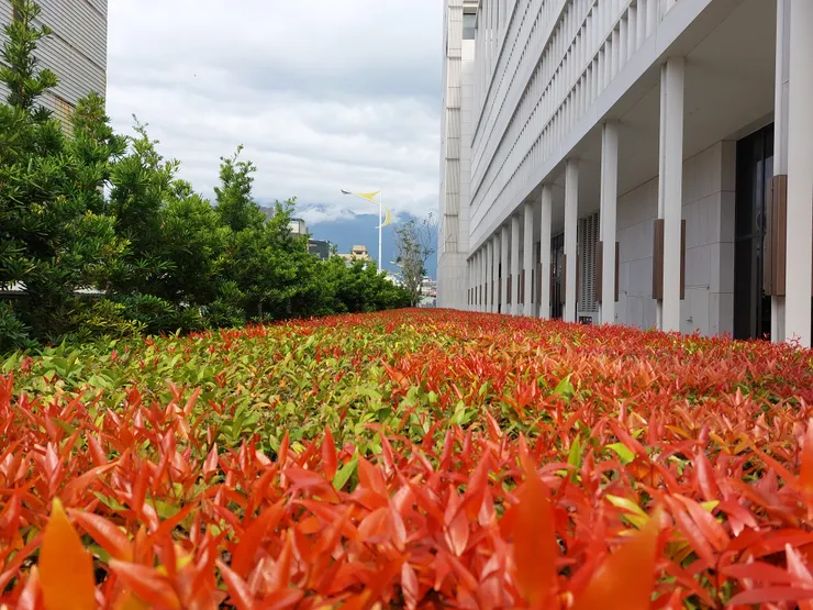 紅芽赤楠 / 資料來源：我自己