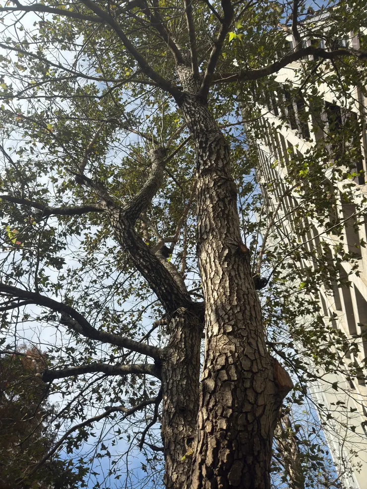 喜來登旁的那一棵樹