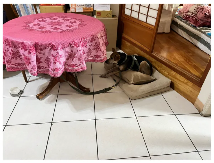 中午出門的佈置