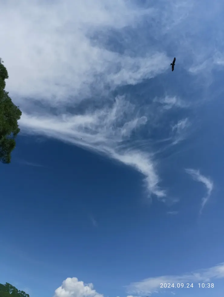 霧籠高台飛黑鳶