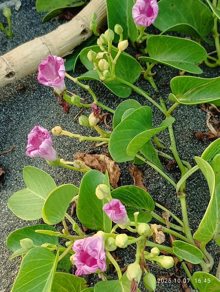 馬鞍藤花弄晚晴