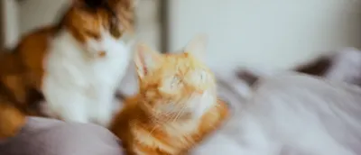 吾水_文學