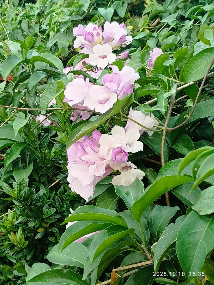 輕易辜負紅顏諾