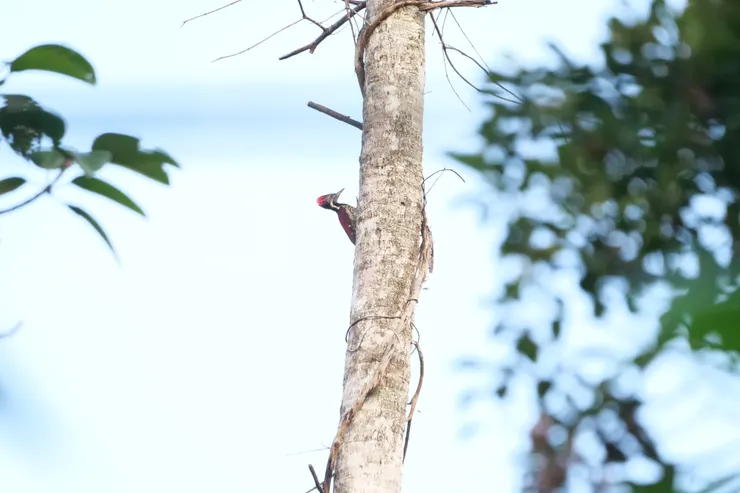 Black-rumped Flameback 斯里蘭卡獨有種