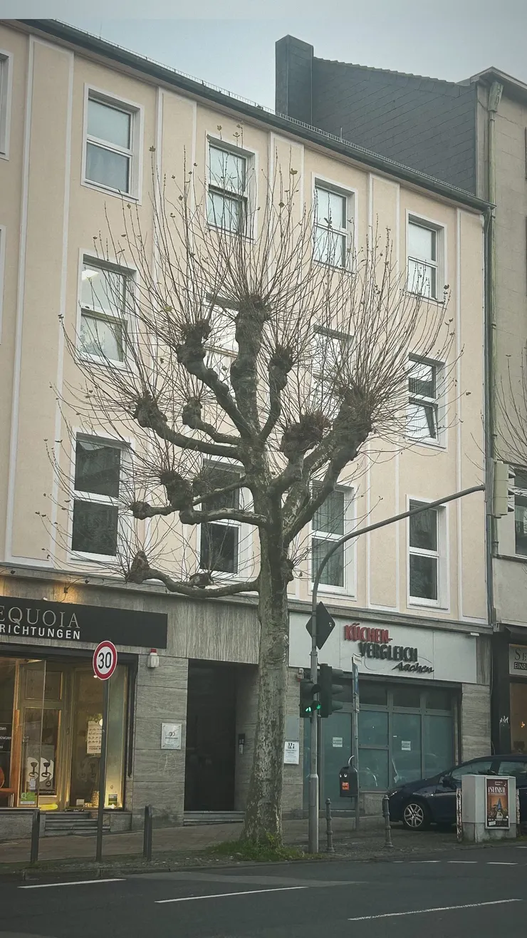 這棵樹長得很像從伊藤潤二漫畫走出來的