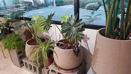 [台北美食]植物系、藝術視覺、網美拍攝並列店家，台灣特有吃法