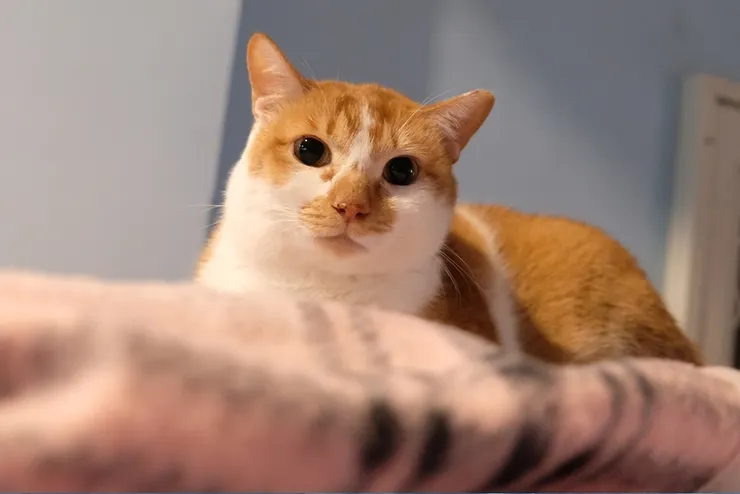 圖說：幸福狗與倍力寵物健康食品一同加入捐糧行動，讓浪浪們遠離挨餓、爭取更好的明天！（資料來源：倍力寵物健康食品）