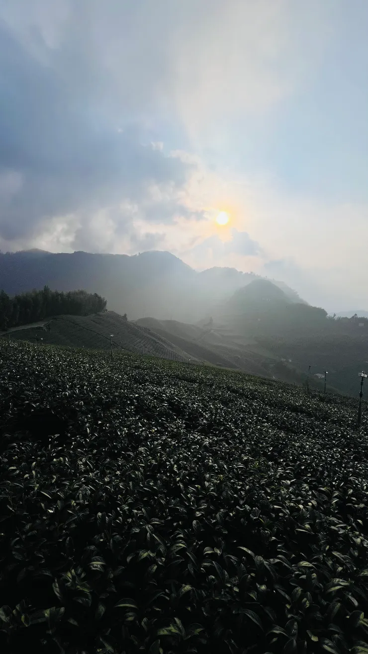 營主的冠軍茶園