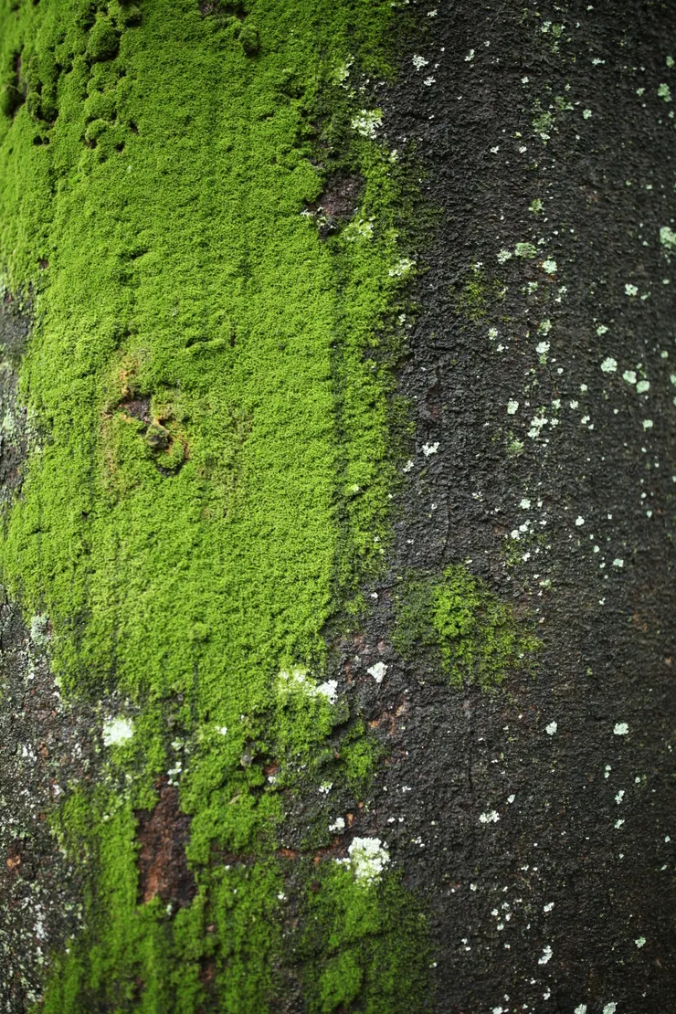 一顆樹身上的裝扮將我吸引了過去。或許是初秋涼意的關係，突然想來杯抹茶拿鐵。