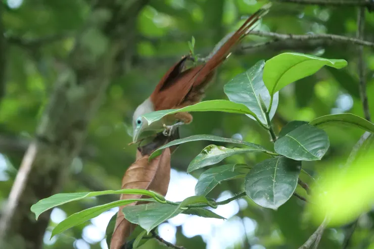 棕胸地鵑 Raffles's Malkoha （女）