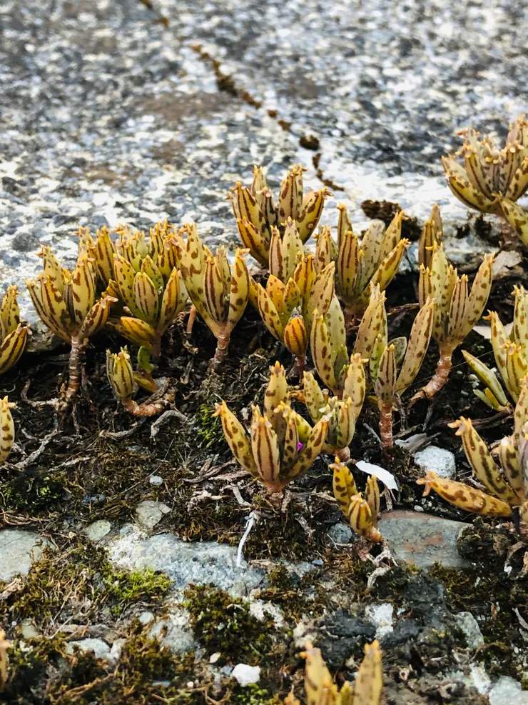 「不死鳥」剛採集回來時,呈現紫褐色。