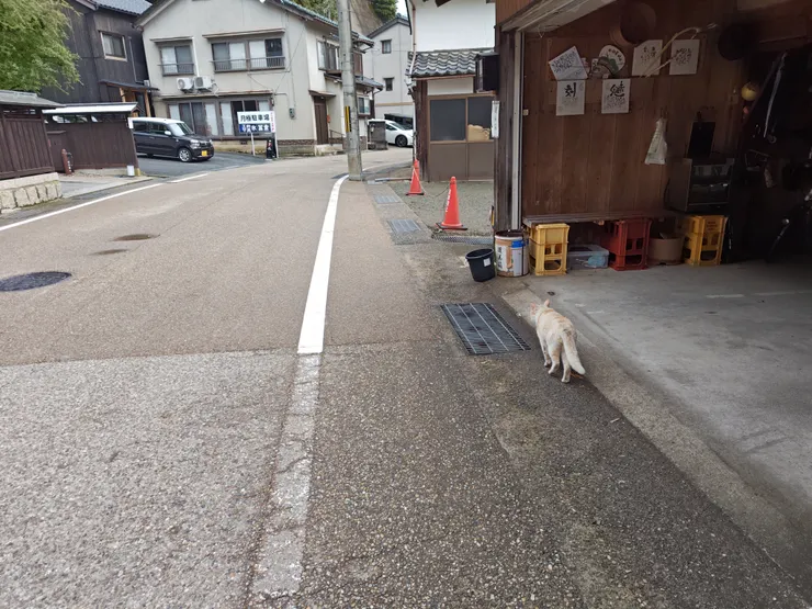 駐車場發現的浪貓也散步到民宿前^^