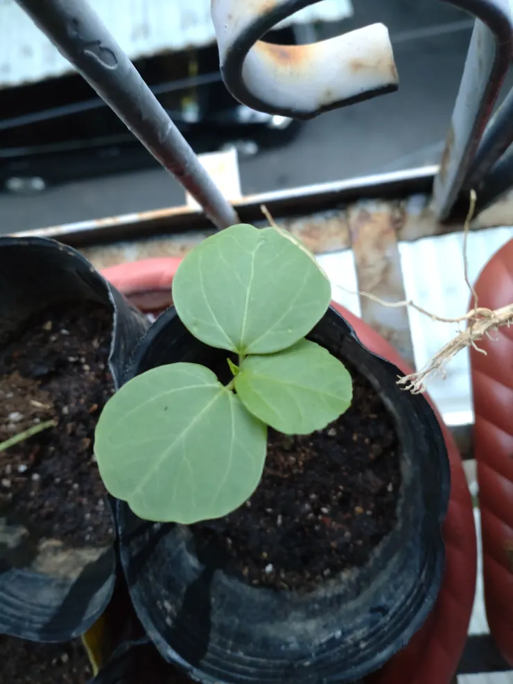 第二片本葉預備嘍