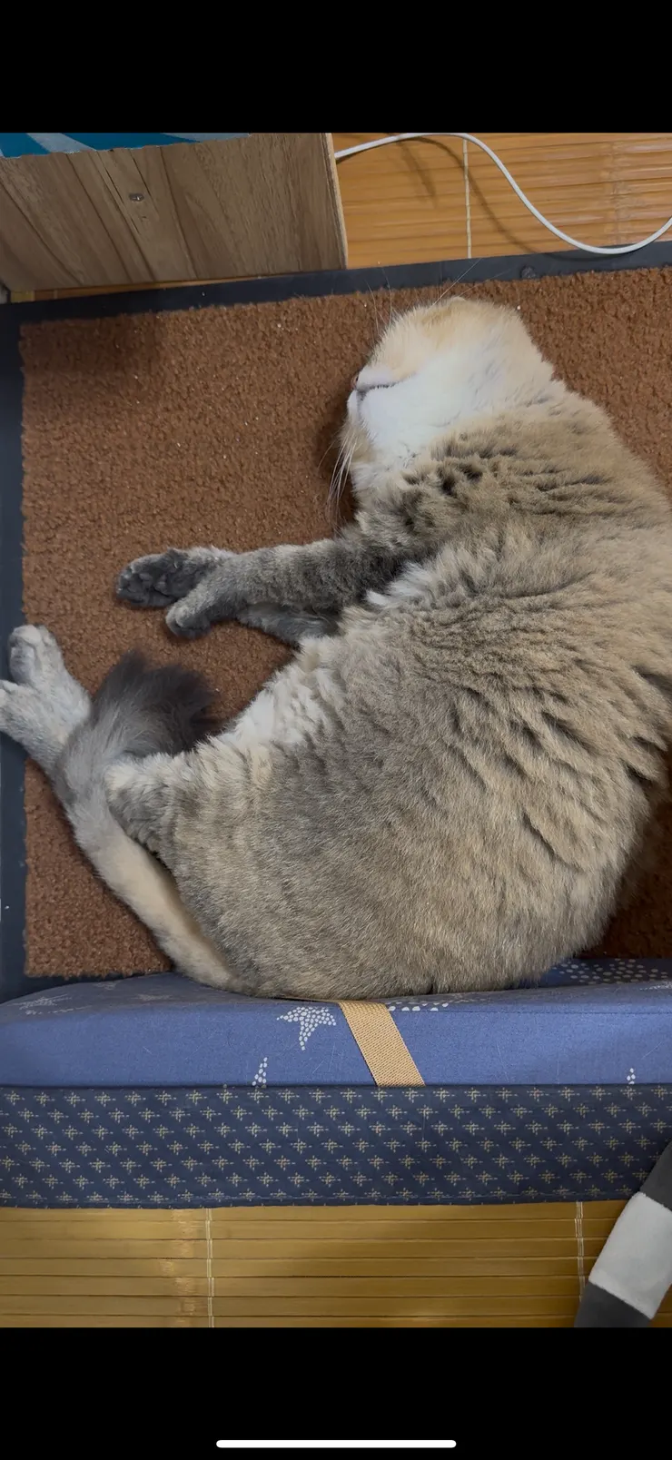 截圖自 2025/06/07 的最後一夜睡覺影片