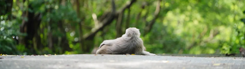 台灣獼猴吱吱黨的沙龍