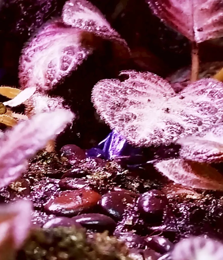 藍箭毒蛙 --- 藏在樹葉下