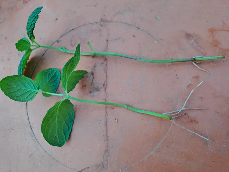 薄荷適合用阡插誘根