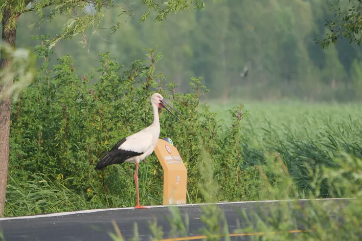 東方白鸛停靠在路邊，後來發現牠身旁的牌子寫著”鶴易啄人，請勿靠近“八個大字。