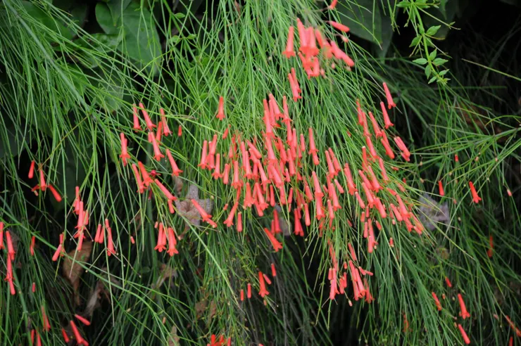 紅色小花一朵朵串在一起看起來像鞭炮，所以叫它「炮竹紅」。