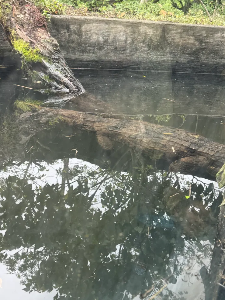 2026/02/17 鱷魚二號正面照