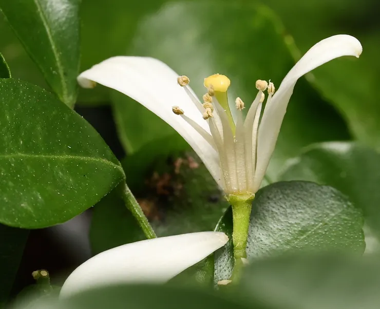 有別於白天，夜晚香氣愈發濃郁，吸引的授粉者多為嗅覺靈敏的鱗翅目，如蛾類。