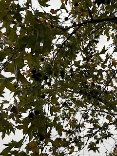 多練習小願望的顯化成為自然，就可以增加自信心來使得大型願望的實現機率增加，這兩者應該是相輔相成的。如果自己顯化小願望就像是信手捻來，隨心所欲，那麼整個人也能充滿自信。這並不代表就可以沒有界限的胡亂許願，反正什麼願望都行，反而是要去珍惜每一次願望的顯化成功。