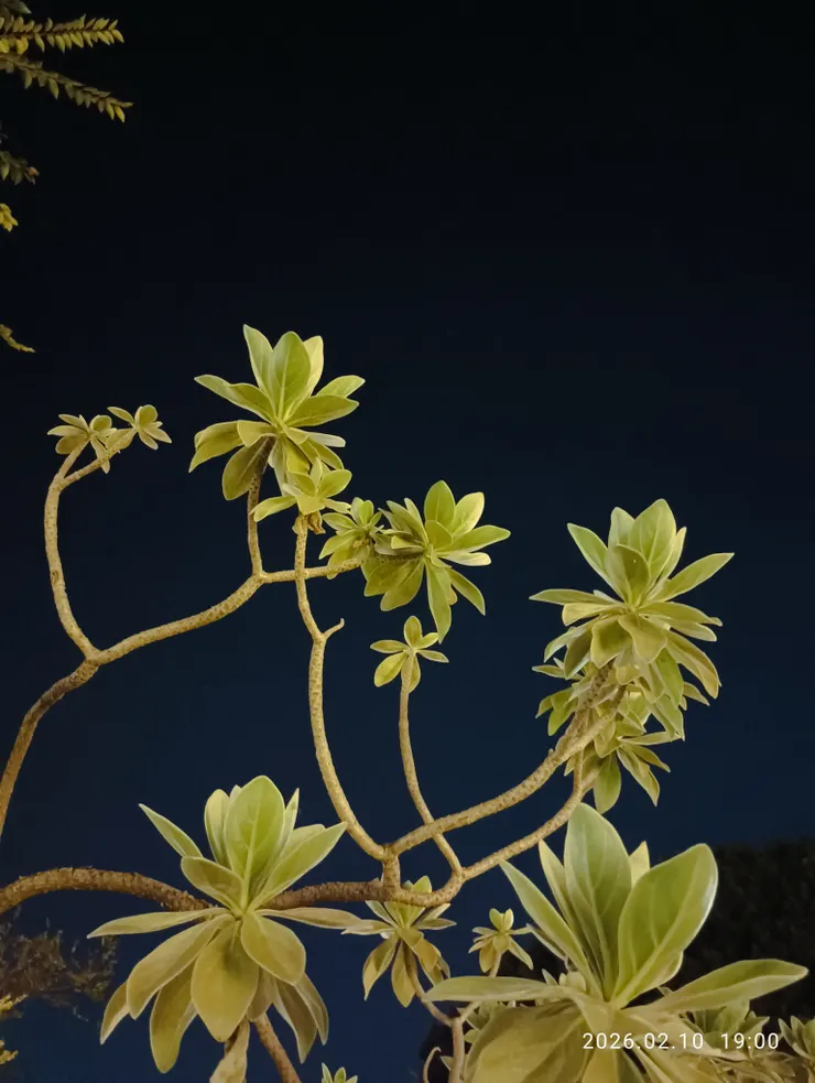 彳亍縈想念萬，皆自拍攝