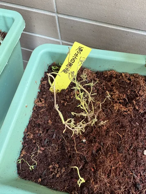 原生百里香,病懨懨,