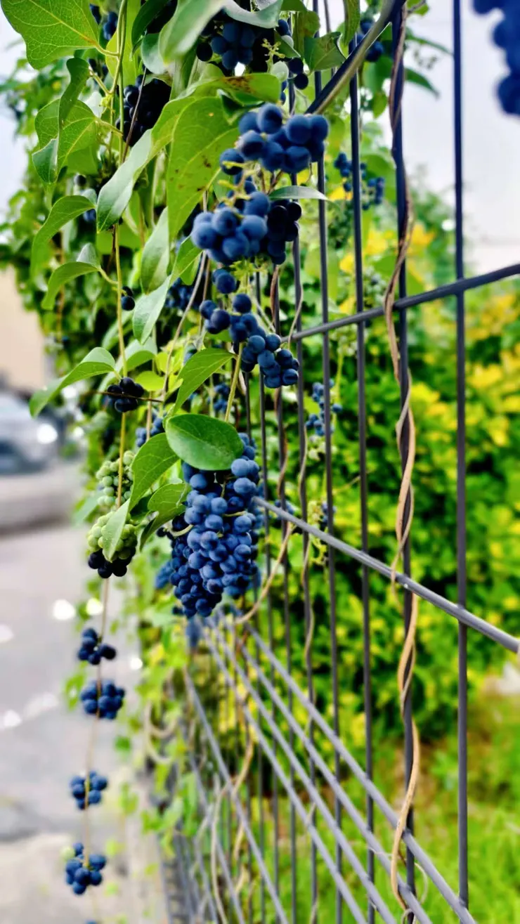 帶點點散步時，看到路邊的小葡萄！