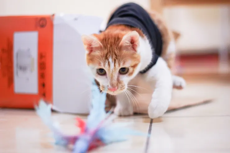 使用逗貓棒、羽毛棒來代替手,可以有效降低貓咪咬人行為