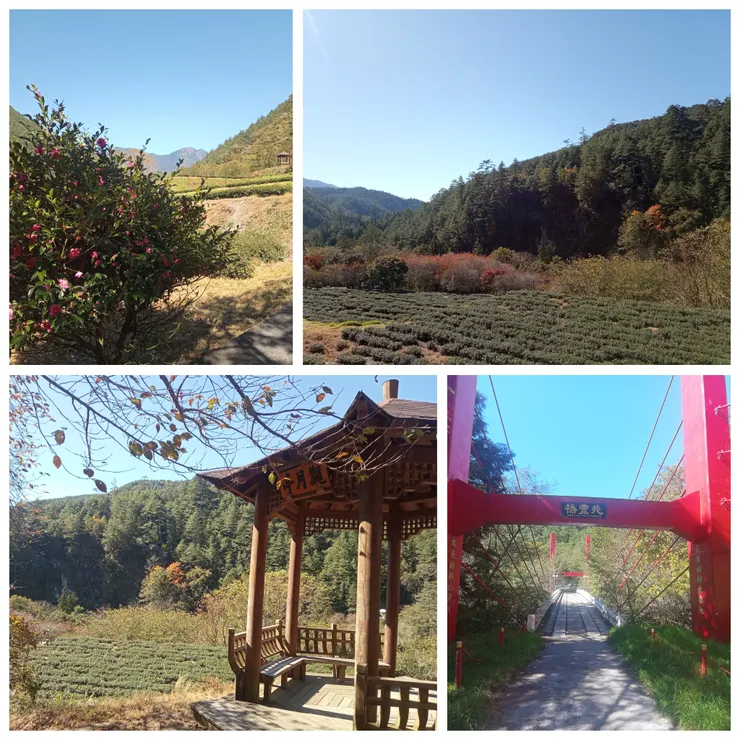 兆豐橋、茶園步道