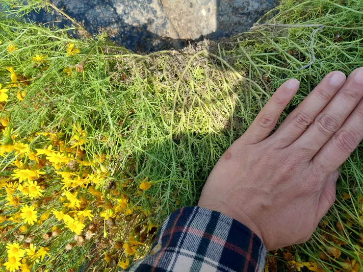 掀開花叢底部，這一大叢像捧花般的金毛菊，其實只有一棵。著根很淺，輕輕一採就是一大叢．
