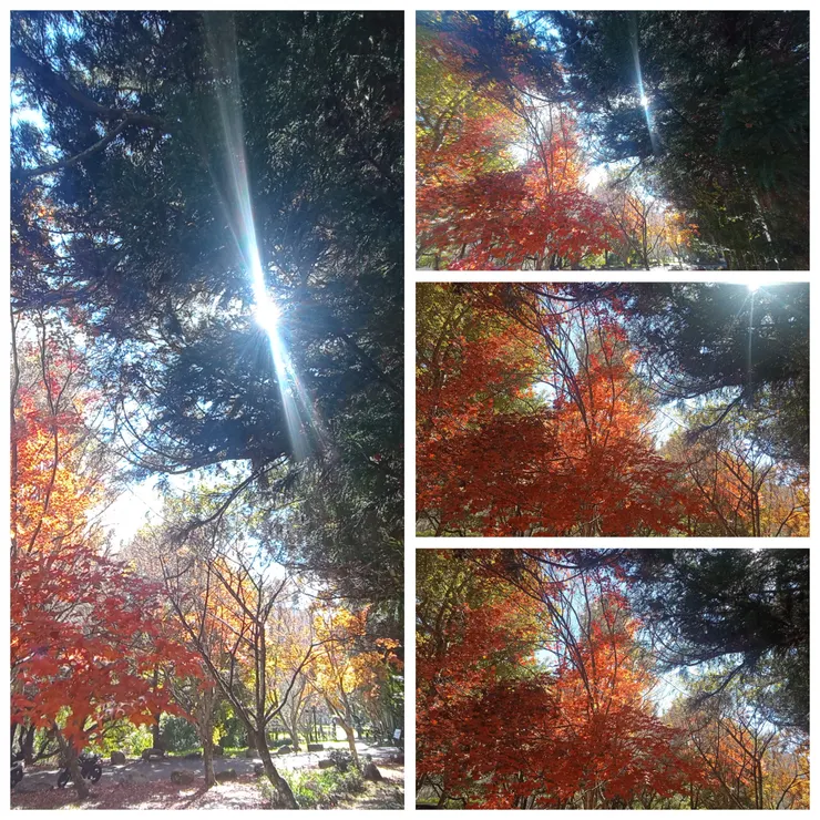 武陵國民賓館後方一帶楓葉景色