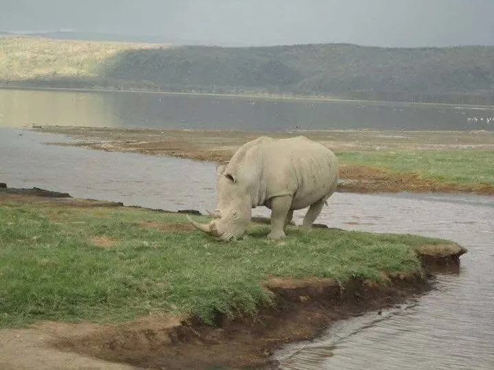 當年剛好沒有碰到大遷徙的場面，但是那些自然生態，已經教我敬畏天地