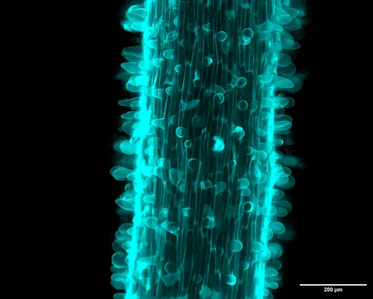 番茄的根毛。By G Lens Microscopist, Megan Gerber - Own work, CC BY 4.0