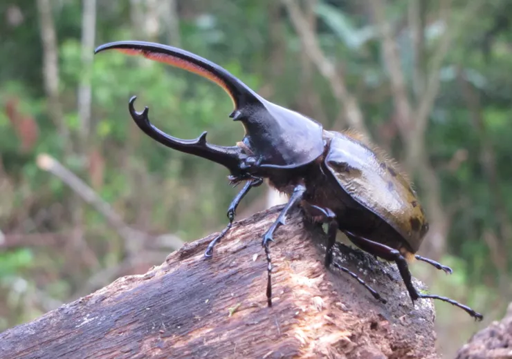 © Eric van den Berghe 的觀察紀錄