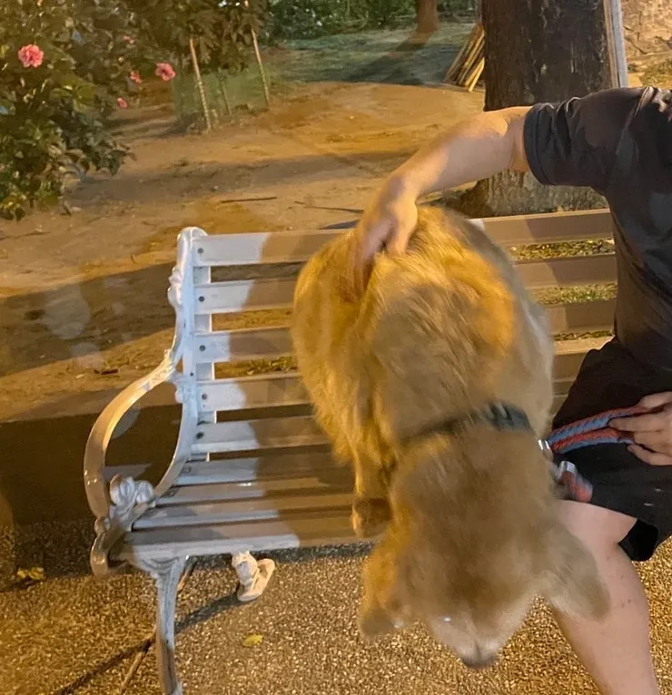 小八個性很妙，躺要有床，坐要有椅(小八姊姊提供)