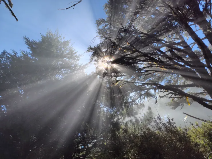 美奈田主山山腰森林中,巧遇美麗的林隙光!這張照片SHARP AQUOS sense8拍的效果真的超讚呀~