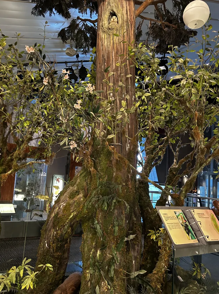 宜蘭高山植物與動物