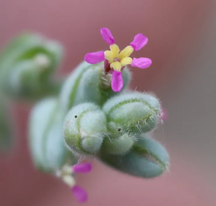 梯翅蓬Climacoptera lanata