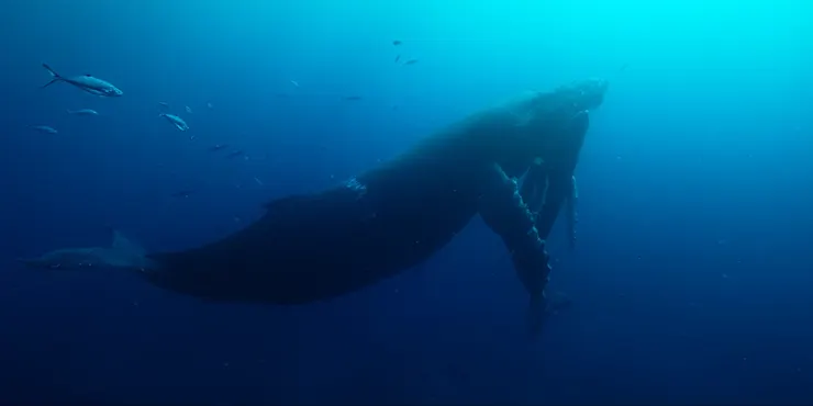 太平洋中，大翅鯨母子張開胸鰭相擁。《我們的海洋》影片截圖