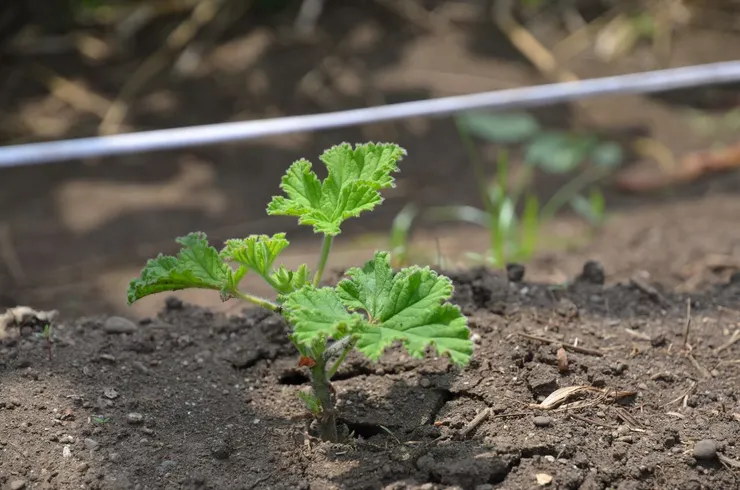 扦插地植的香草--玫瑰天竺葵
