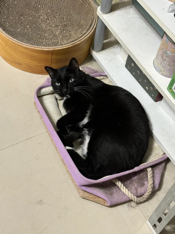 無時無刻都被可愛爆擊，爆擊到疲憊感與壓力瞬間灰飛煙滅，照片貓模為自家黑胖貓。