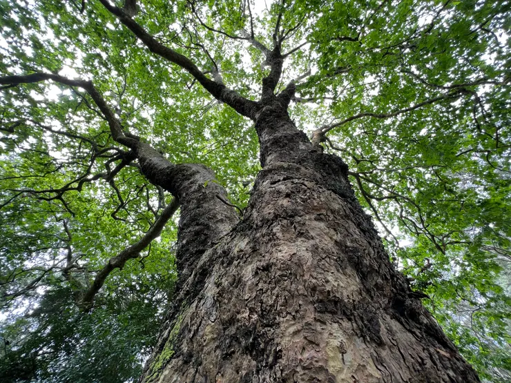 處處可見參天綠意