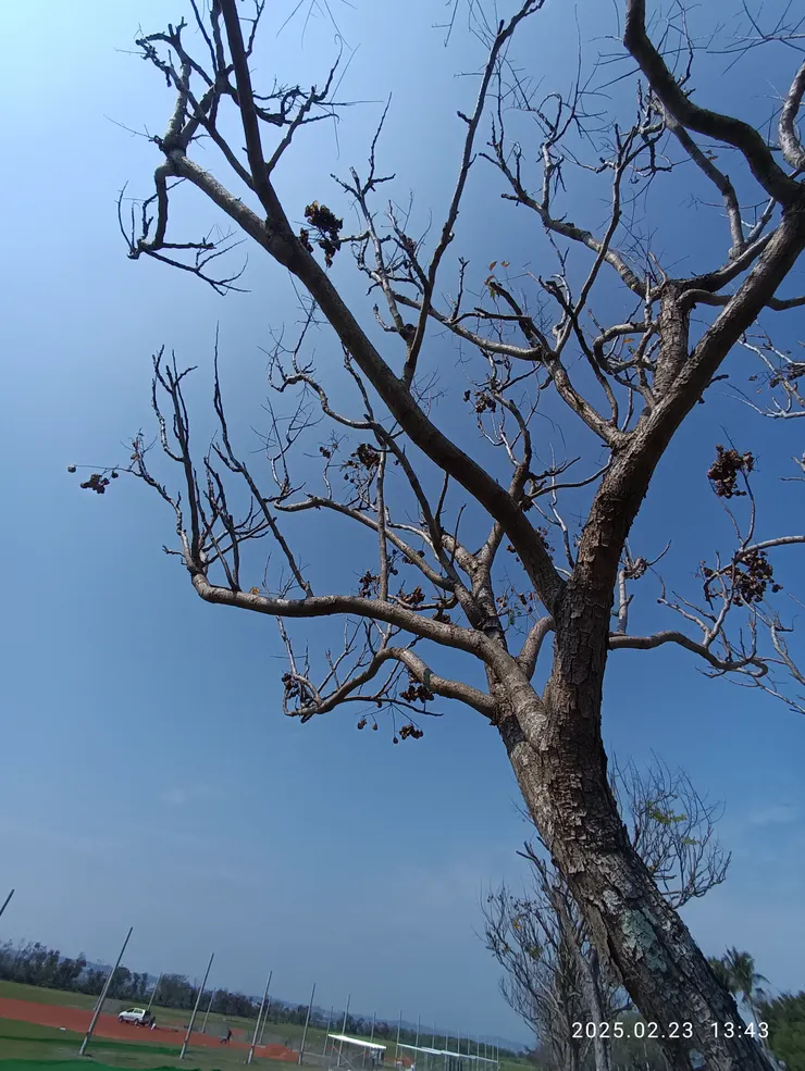 欒葉落盡枝高舉