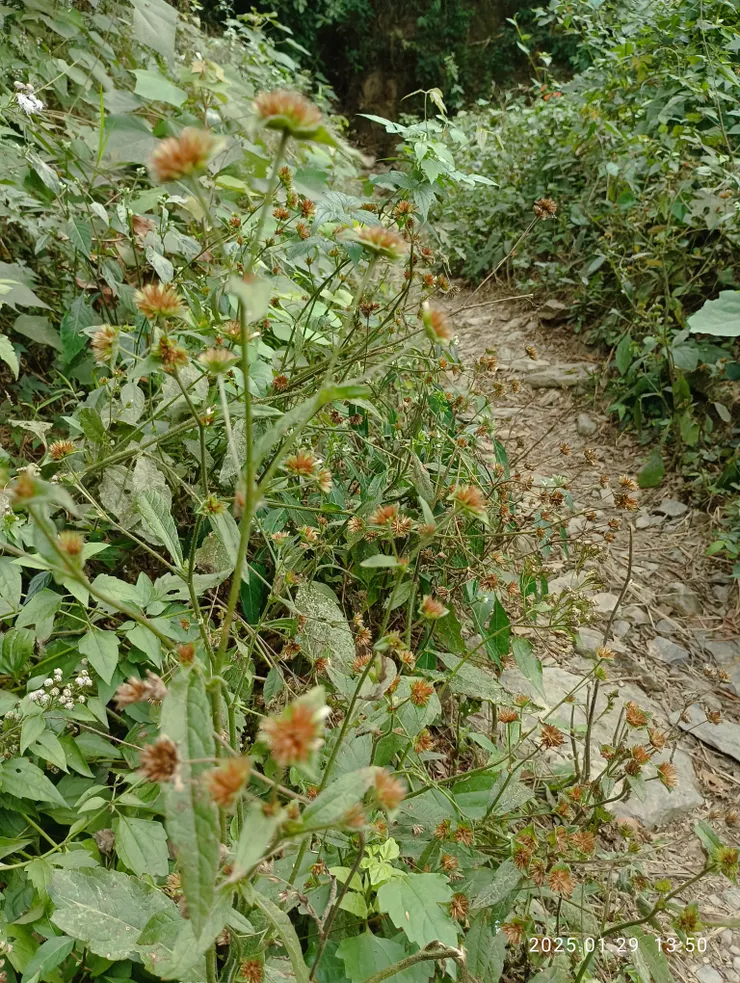 地膽草，自拍攝