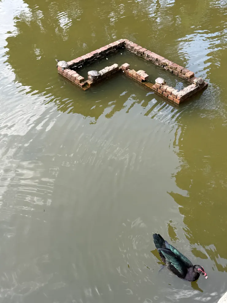 2026/04/20 烏龜曬太陽