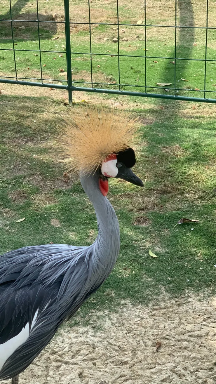 烏干達國鳥