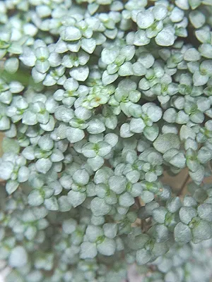 src