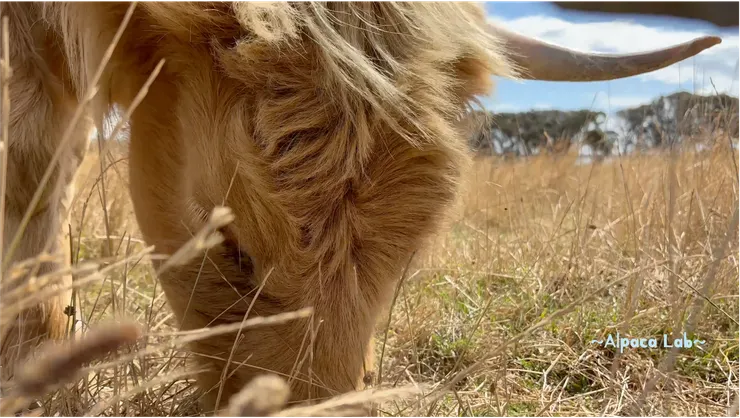 努力幹飯的天地牛~